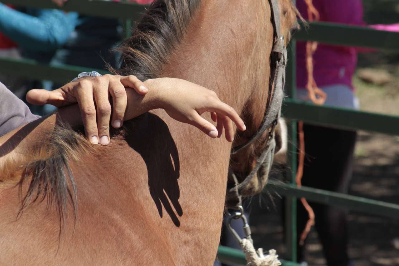 Beneficios de la interacción con caballos para niños autistas (TEA)