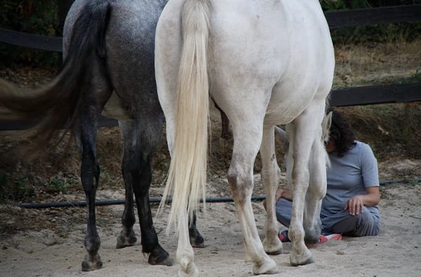 EquiMind: Mindfulness y bienestar con caballos