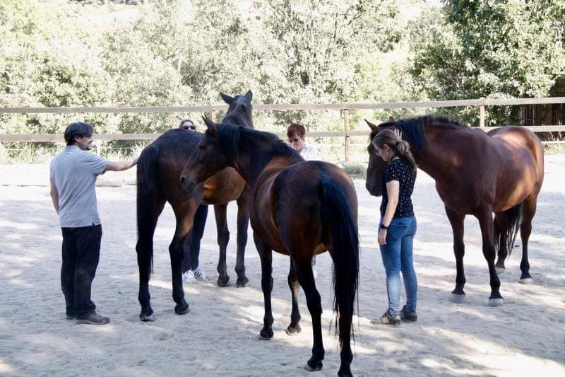 How Coaching with Horses Brings Excellence to Business